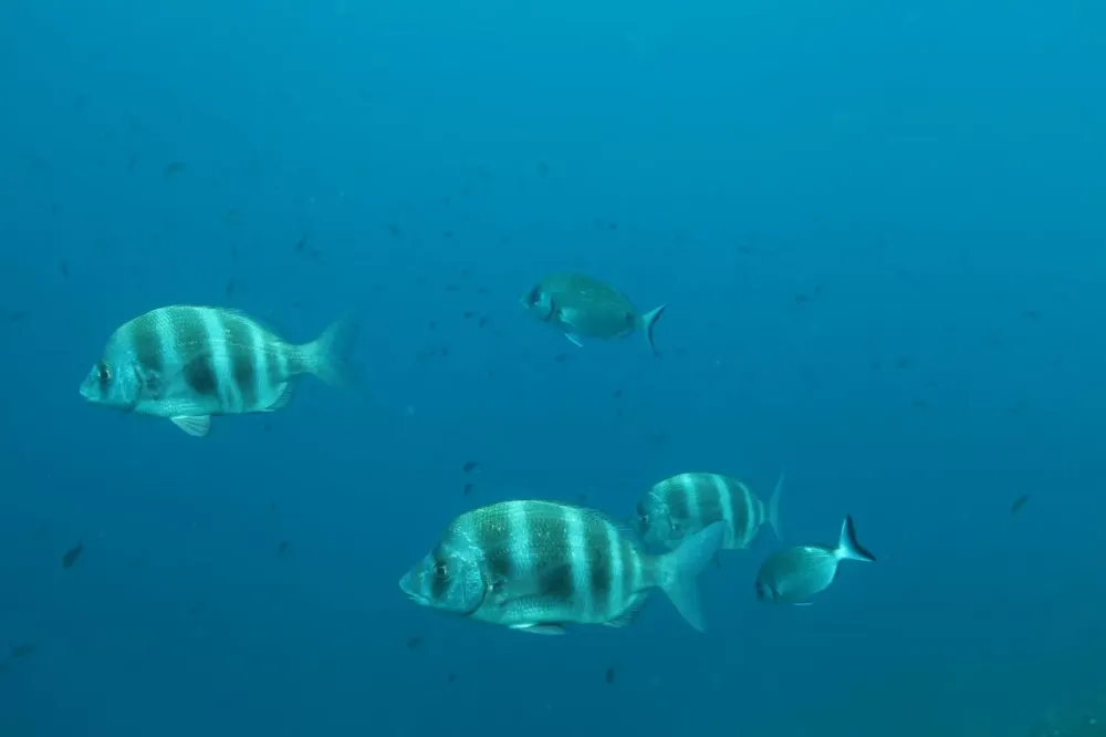 Centre de plongee baptemes (1)