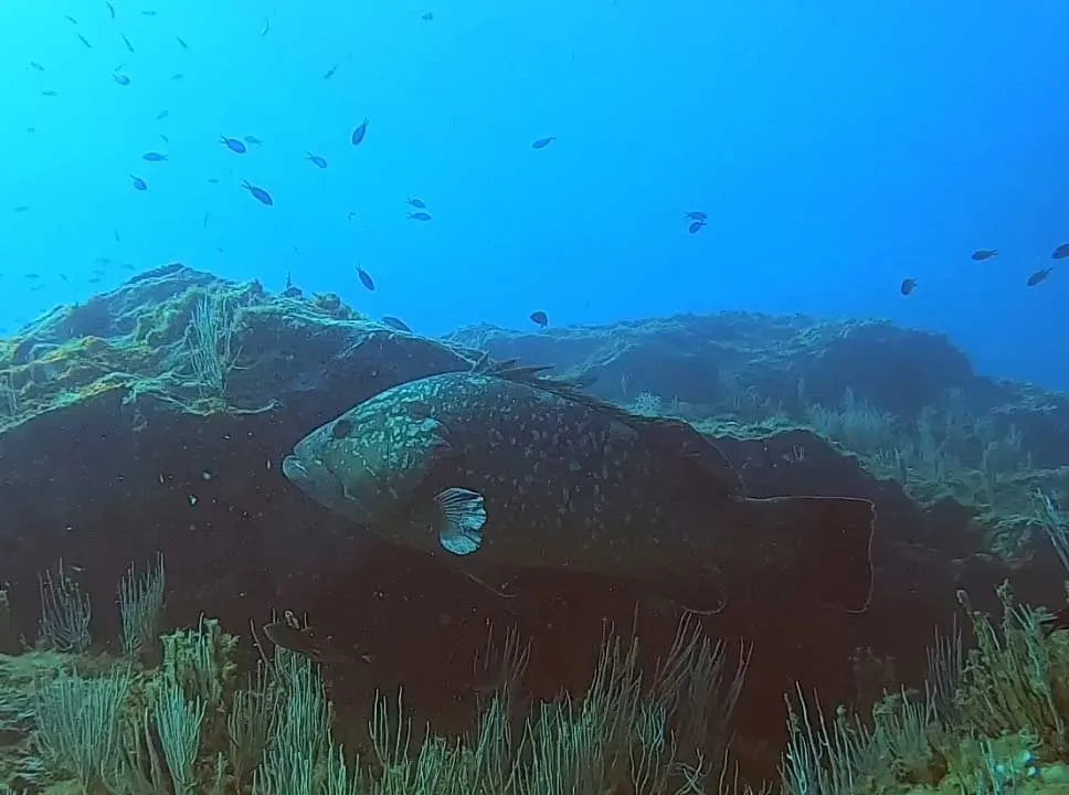 Centre de plongee baptemes (6)