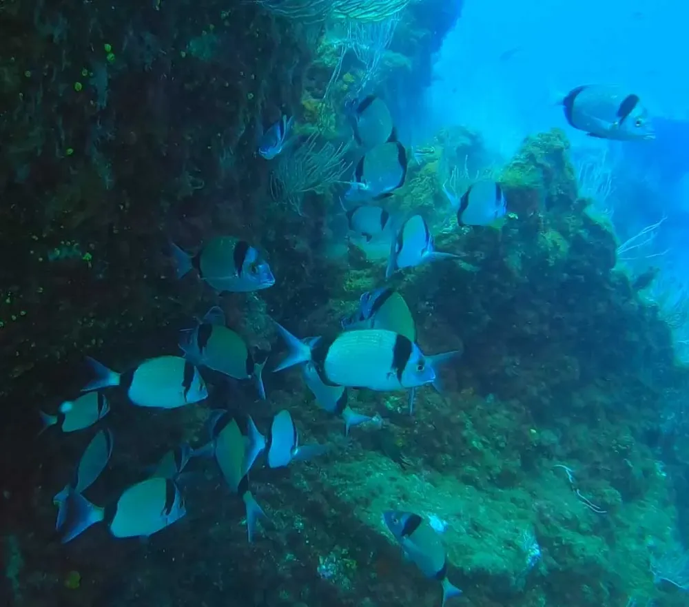 Centre de plongee baptemes (10)