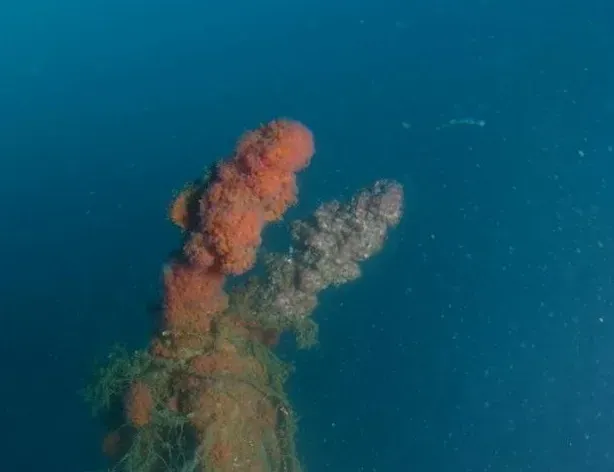 Le poulpe explorations (3)