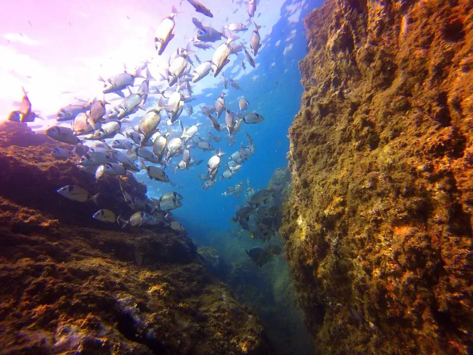 Barcares centre de plongee exploration (3)