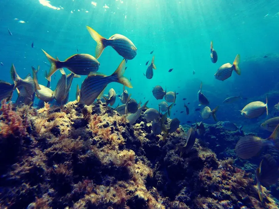 Barcares centre de plongee exploration (4)