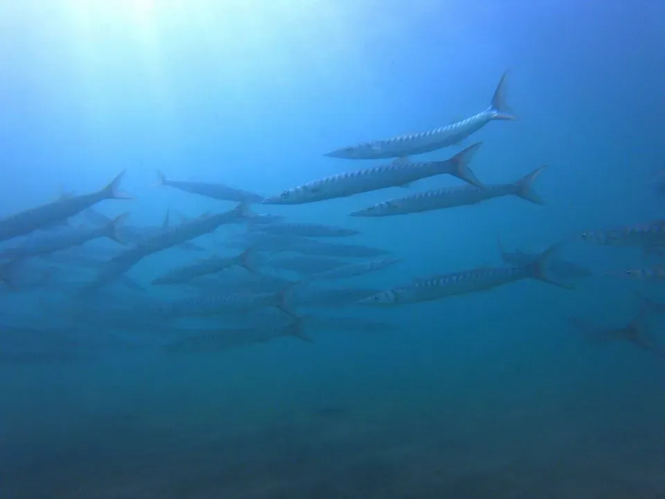 Barcares centre de plongee exploration (5)