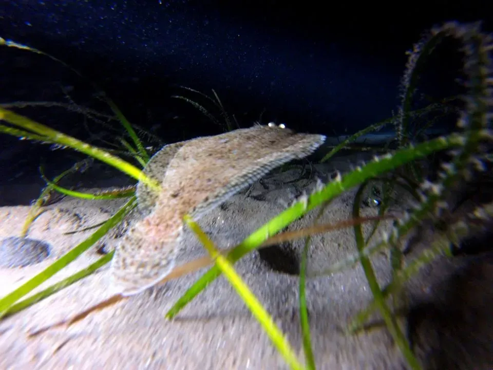 Barcares centre de plongee exploration (9)