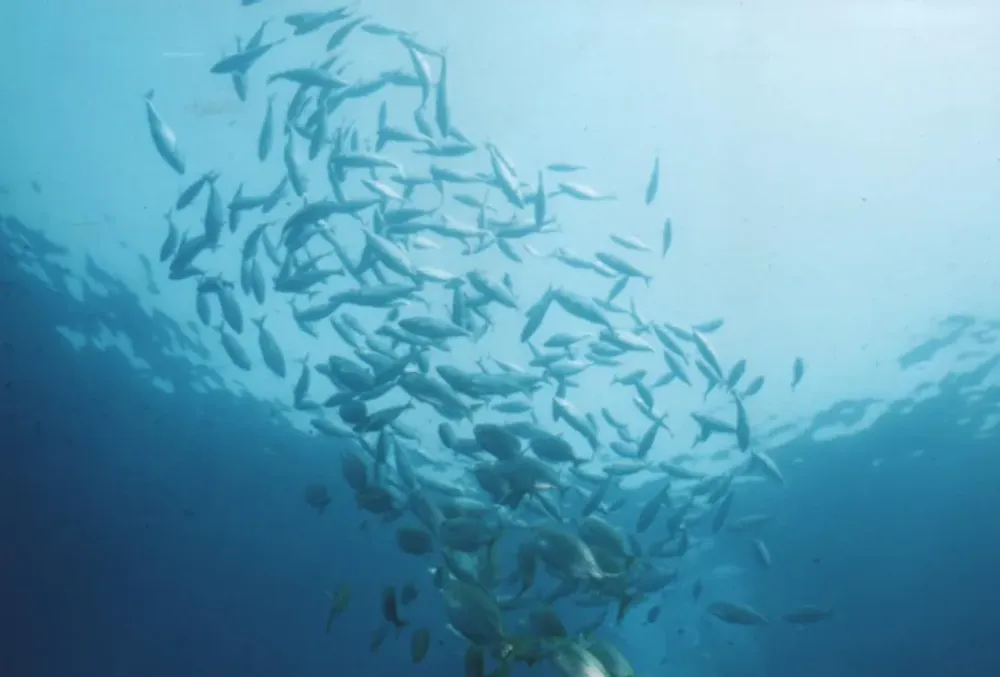 Barcares centre de plongee exploration (12)