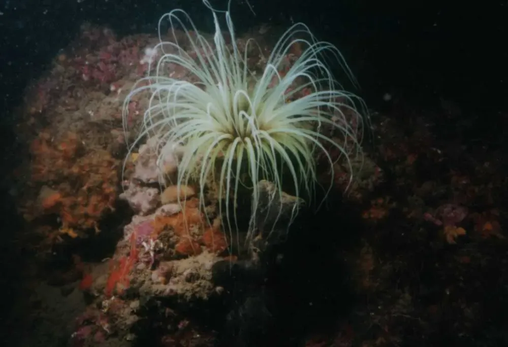 Barcares centre de plongee exploration (13)