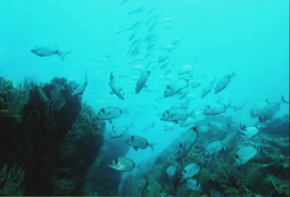 Barcares centre de plongee exploration (16)