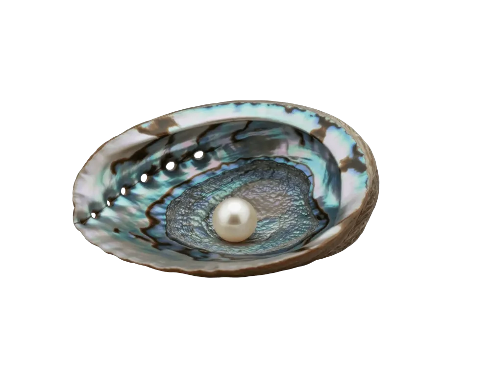 Coquillage ouvert (1)