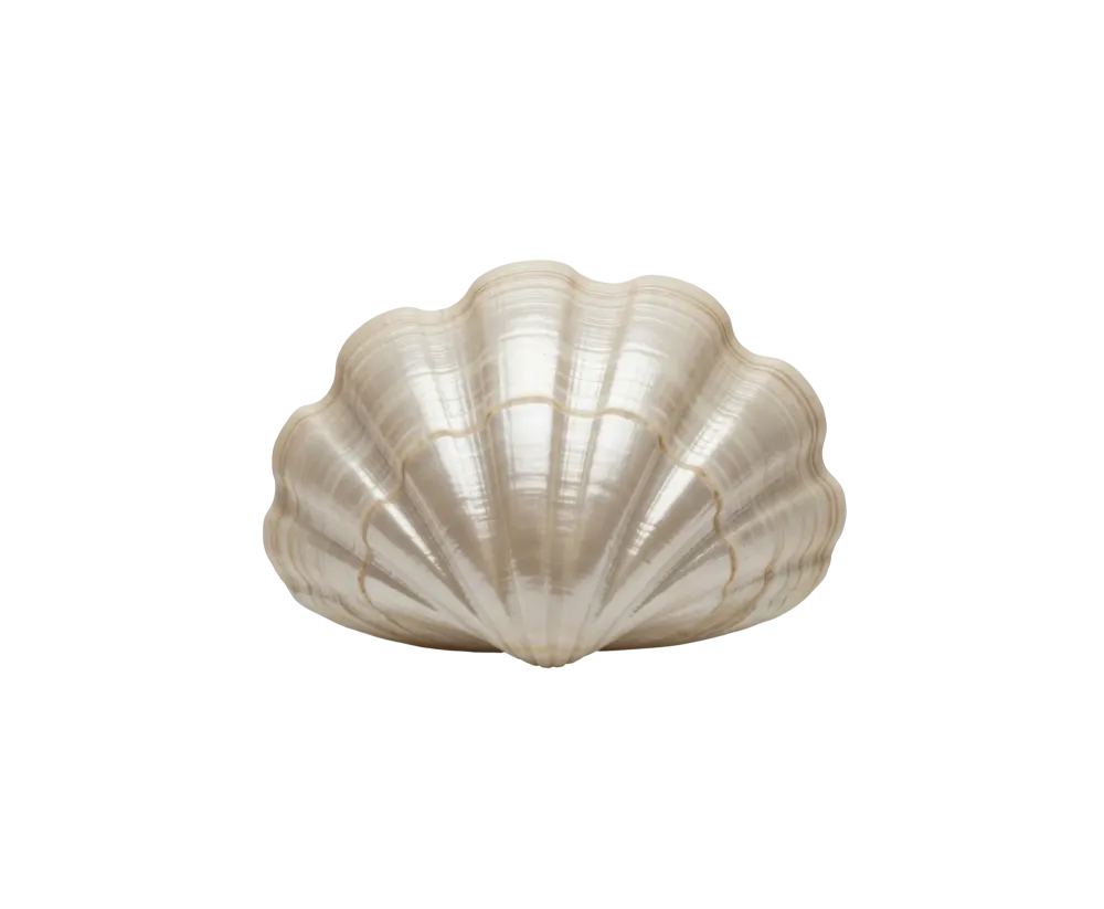 Coquillage nacre