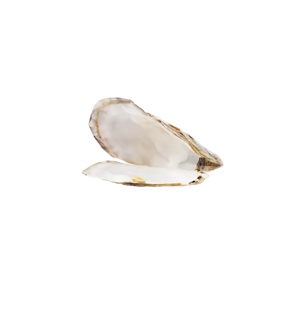coquillage ouvert