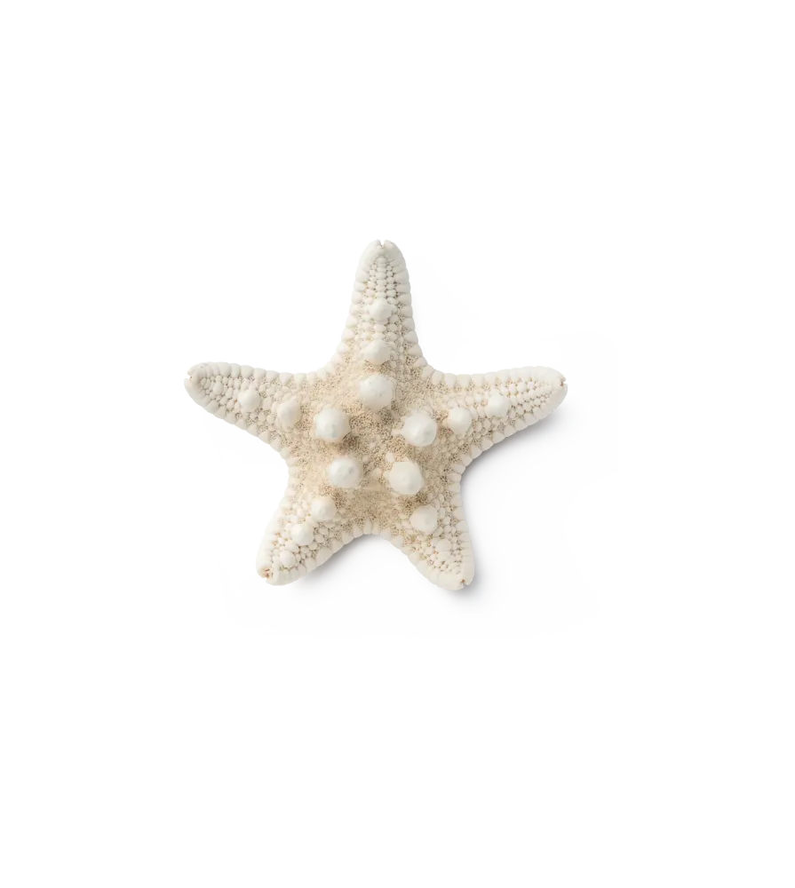etoile de mer