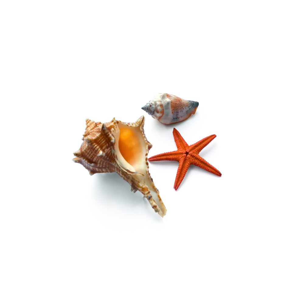 collection de coquillages